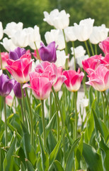 Obraz premium tulips