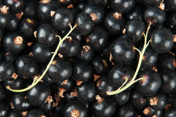blackcurrant