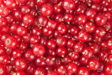 redcurrant