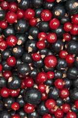 redcurrant and  blackcurrant
