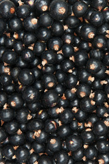 blackcurrant
