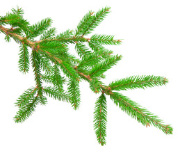 fir