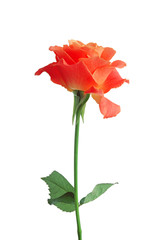 beautiful red rose isolated on white