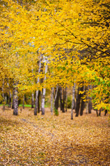 Fototapeta premium autumn leaves