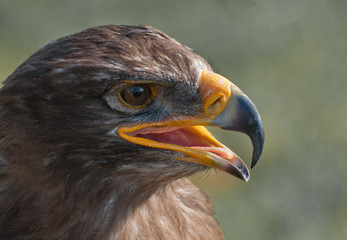 Portrait of a Common Buzzard with open beak