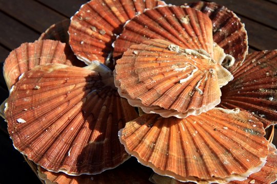coquilles saint-jacques