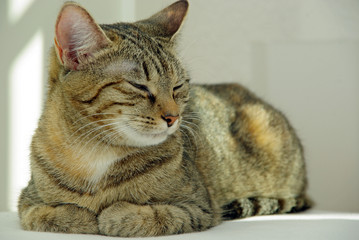 Katze
