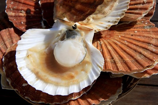 coquilles saint-jacques