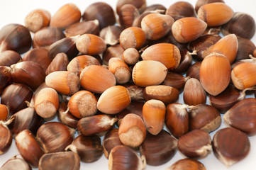 hazelnut and Spanish chestnut