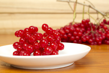 Viburnum