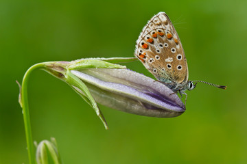 Schmetterling im Morgentau