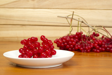 Viburnum