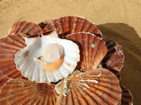 coquilles saint jacques