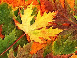 Beautiful backdrop of fallen autumn leaves for design