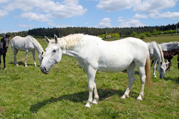 Obraz premium Horses on the pasture