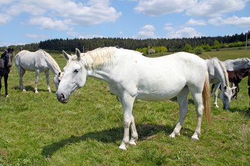 Obraz na płótnie Canvas Horses on the pasture