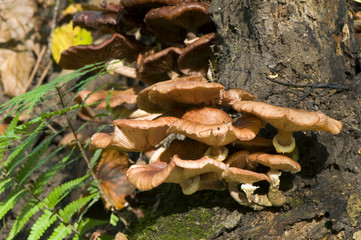 Armillaria