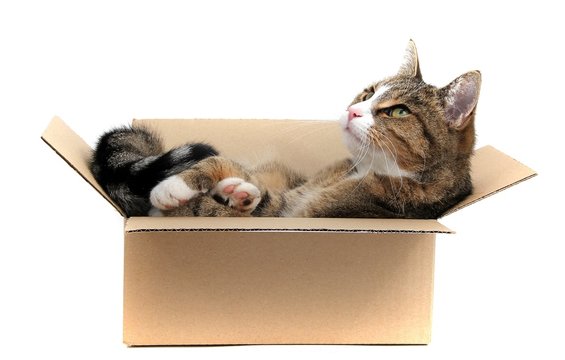 kleine Katze im Pappkarton