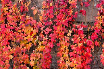 Obraz na płótnie Canvas Colourful Parthenocissus in fall