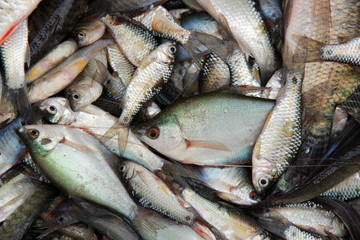 various kind of fresh fishes