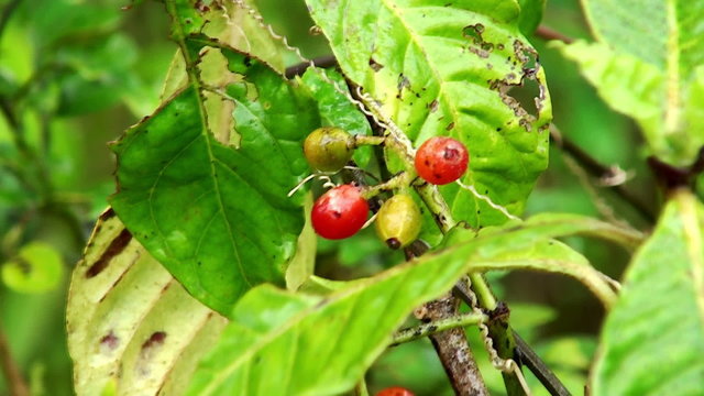 wild coffee tree