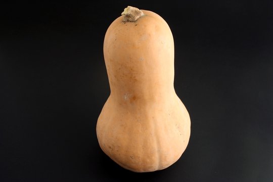 zucca su sfondo nero