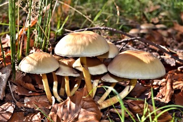 Rauchblättriger Schwefelkopf