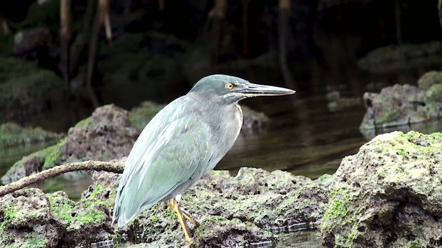 Lava Green Heron (Galapagos Heron)