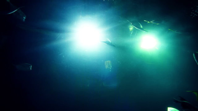 Crowd of fish