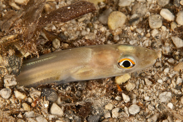 ANGUILA