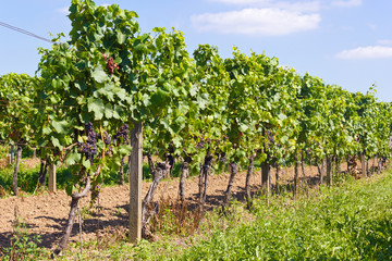 Fototapeta na wymiar vineyard