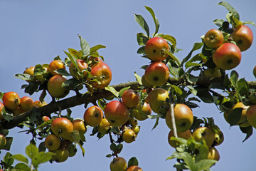 Erntereife rote Äpfel auf einem Baum