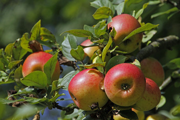 Erntereife rote Äpfel auf einem Baum