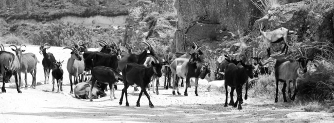 cabras e bodes