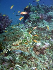 Coral Graden
