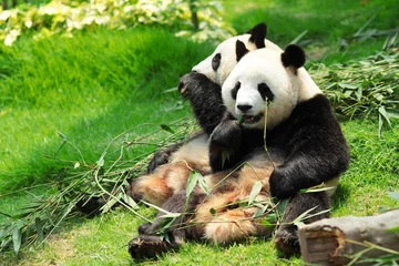 Rideaux velours Panda Panda
