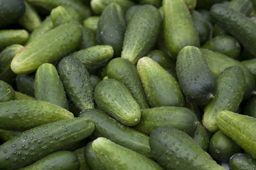 fresh cucumbers