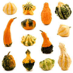 Thirteen unique and colorful autumn gourds