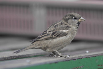 sparrow (aka passer montanus)