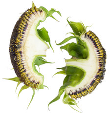 Ripe  half of  sunflowers