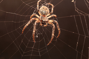 Dreadful Cross spider