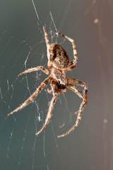 Cross spider