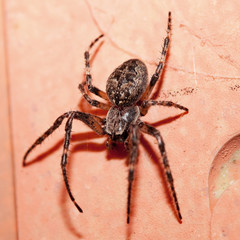 Garden Spider
