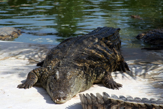 Big corcodile
