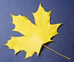 beautiful autumn maple leaf