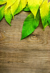 autumn background with colored leaves on wooden board