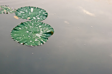 Green Lotus leaf with water drop as background