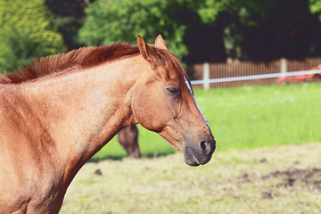 sad horse