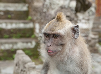 Macaca fascicularis