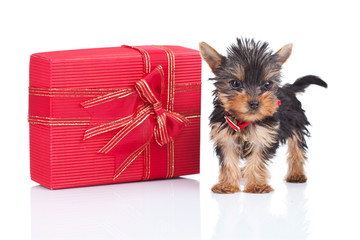 toy puppy standing near a big present